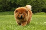 CHOW CHOW 537